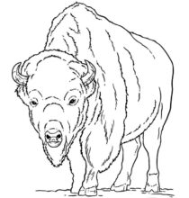 Desenho de Bisão - Búfalo Americano