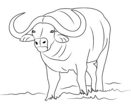 Desenho de Búfalo