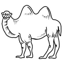 Desenho de Camelo