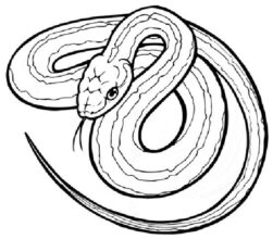 Desenho de Cobra