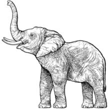 Desenho de Elefante