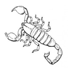 Desenho de Escorpião