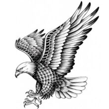 Desenho de Falcão