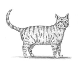 Desenho de Gato