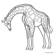 Desenho de Girafa