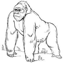 Desenho de Gorila