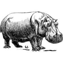 Desenho de Hipopótamo