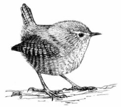 Desenho de Pássaro