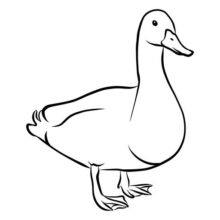 Desenho de Pato