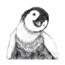 Desenho de Pinguim
