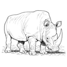 Desenho de Rinoceronte