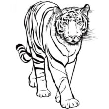 Desenho de Tigre