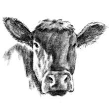 Desenho de Vaca